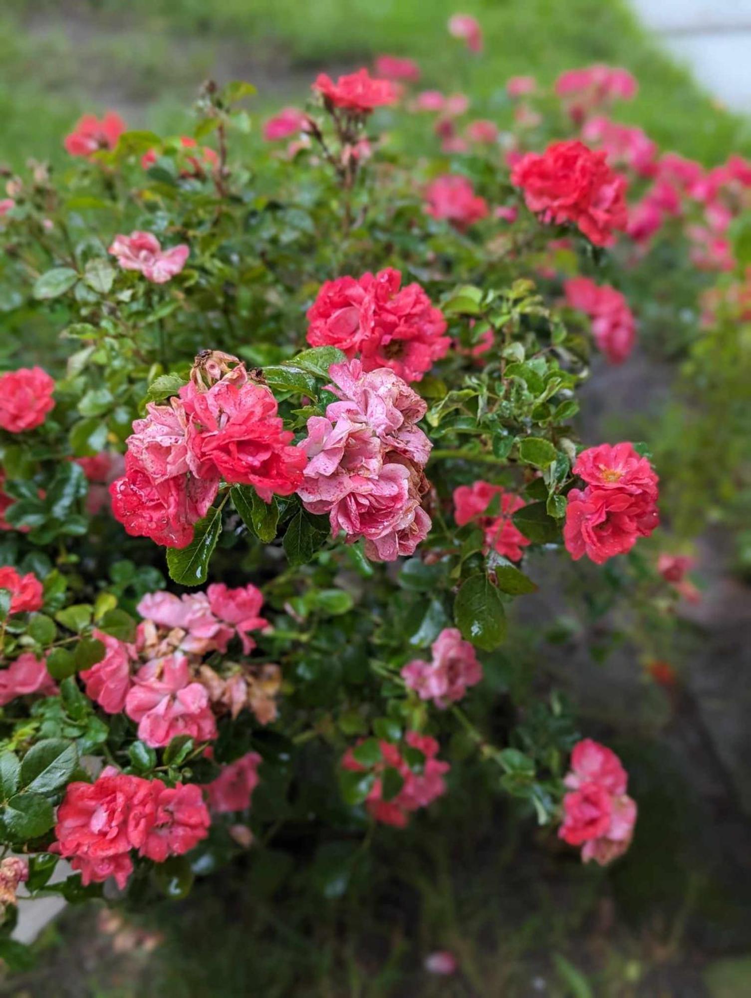 The Vistula Rose B & B Τολέδο Εξωτερικό φωτογραφία
